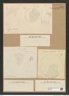 Diatomeae indet. Zeichnungen Sammlung Grunow Nr. 8480 (NHMW-BOT-W0377938)